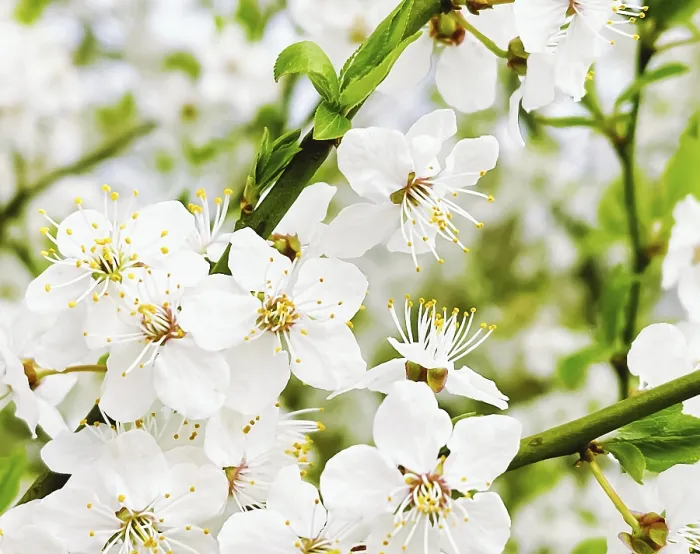Gerahmter Druck : Blühender Baum im Frühlingsgarten. Gerahmter Druck : Blühender Baum im Frühlingsgarten.