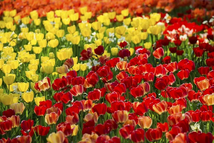 Gerahmter Druck : Blühende Tulpenwiesen im Frühling. Gerahmter Druck : Blühende Tulpenwiesen im Frühling.