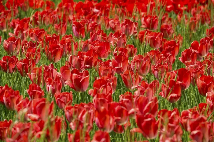 Gerahmter Druck : Blühende Tulpenwiesen im Frühling. Gerahmter Druck : Blühende Tulpenwiesen im Frühling.