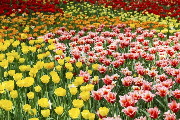 Gerahmter Druck : Blühende Tulpenwiesen im Frühling. Gerahmter Druck : Blühende Tulpenwiesen im Frühling.