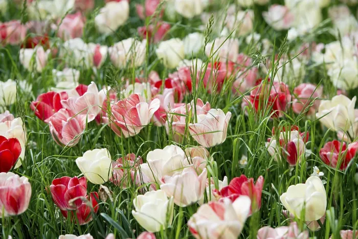 Gerahmter Druck : Blühende Tulpenwiesen im Frühling. Gerahmter Druck : Blühende Tulpenwiesen im Frühling.