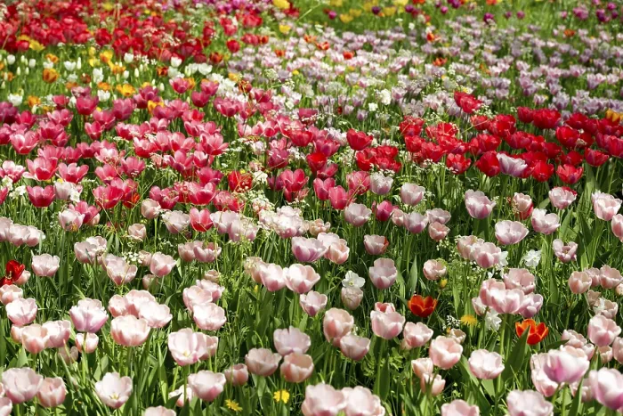 Gerahmter Druck : Blühende Tulpenwiesen im Frühling.
