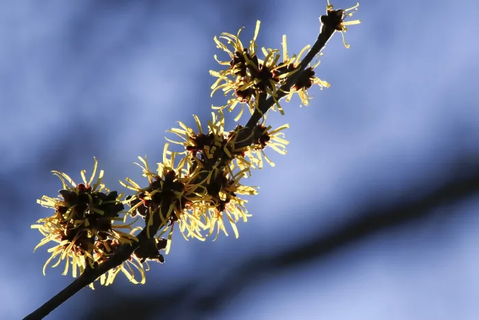 Gerahmter Druck : Blühende Weihrauchstrauch (Hamamelis intermedia) Gerahmter Druck : Blühende Weihrauchstrauch (Hamamelis intermedia)