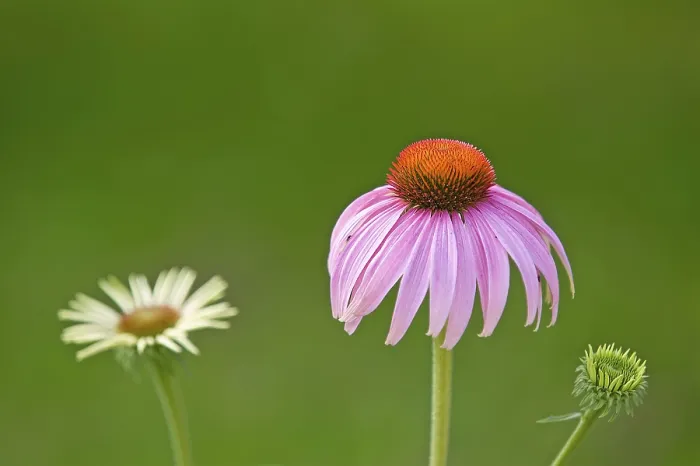 Gerahmter Druck : Blüten einer Konvalvolle Gerahmter Druck : Blüten einer Konvalvolle