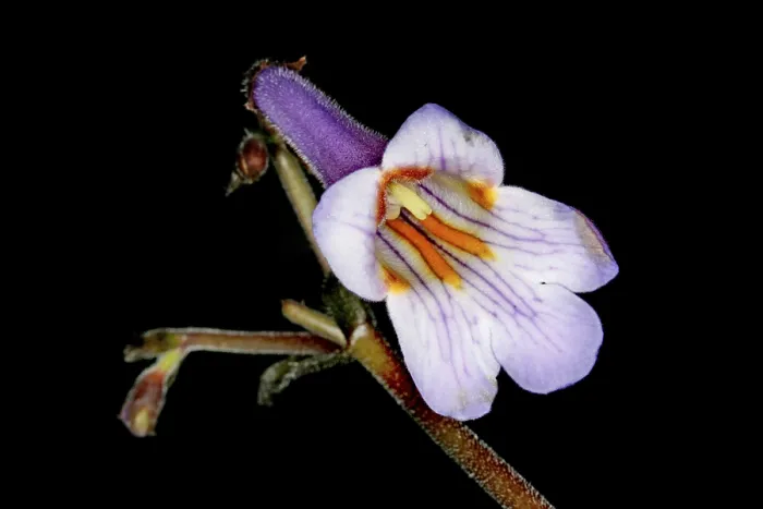 Gerahmter Druck : Blossom Gerahmter Druck : Blossom