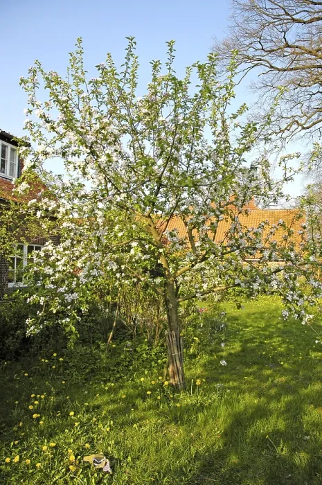 Gerahmter Druck : Blühende Apfelbaum Gerahmter Druck : Blühende Apfelbaum
