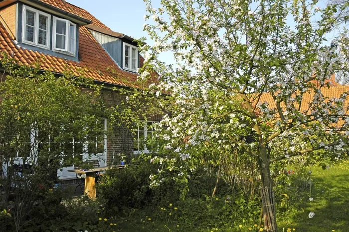 Gerahmter Druck : Blütenapfelbaum Gerahmter Druck : Blütenapfelbaum