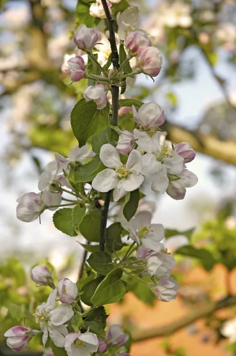 Gerahmter Druck : Blütenapfelbaum Gerahmter Druck : Blütenapfelbaum
