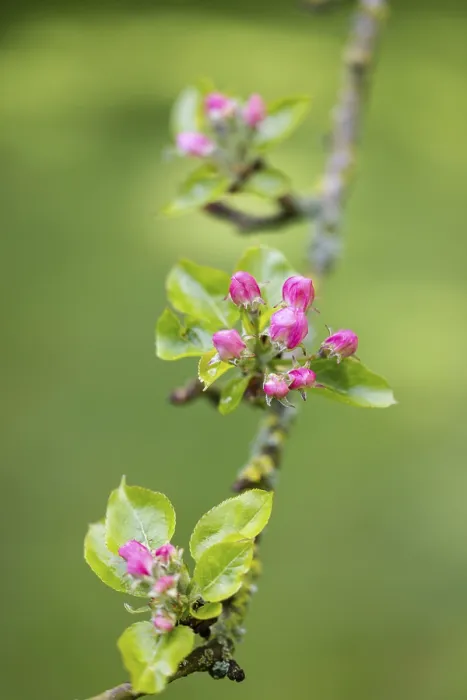 Gerahmter Druck : Blütenapfelbaum, Deutschland Gerahmter Druck : Blütenapfelbaum, Deutschland