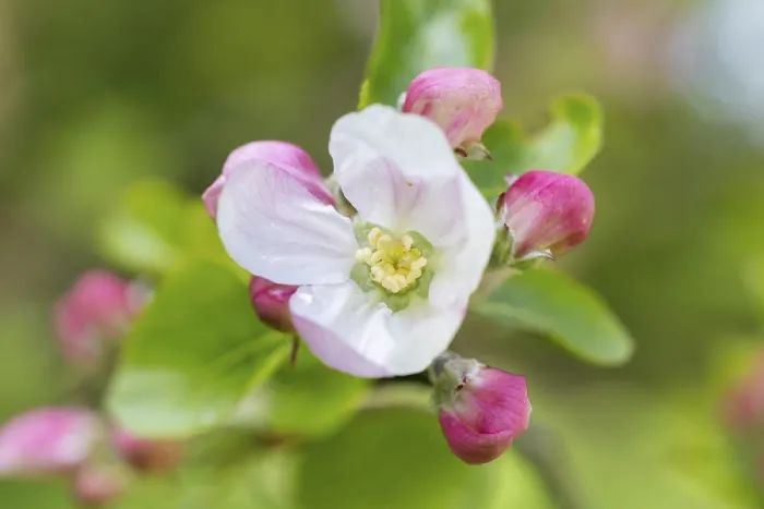Gerahmter Druck : Blütenapfelbaum, Deutschland Gerahmter Druck : Blütenapfelbaum, Deutschland