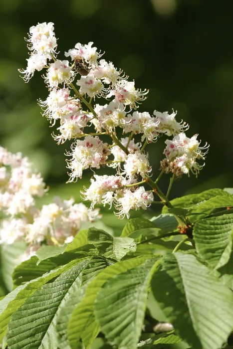Gerahmter Druck : Blüte der Kastanie Gerahmter Druck : Blüte der Kastanie