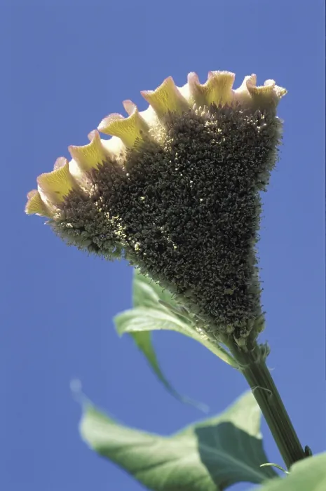 Gerahmter Druck : Blumenköpfchen Gerahmter Druck : Blumenköpfchen