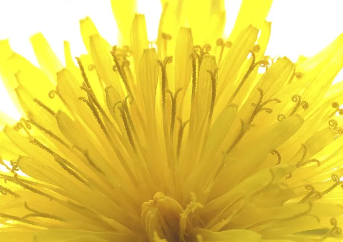 Gerahmter Druck : Blüte eines Löwenzahns. Gerahmter Druck : Blüte eines Löwenzahns.