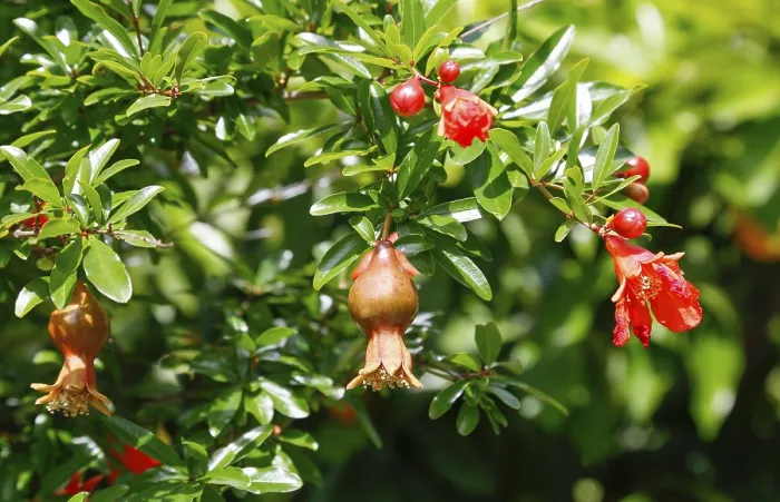 Gerahmter Druck : Blühen und Fruchten des Baumes. Gerahmter Druck : Blühen und Fruchten des Baumes.
