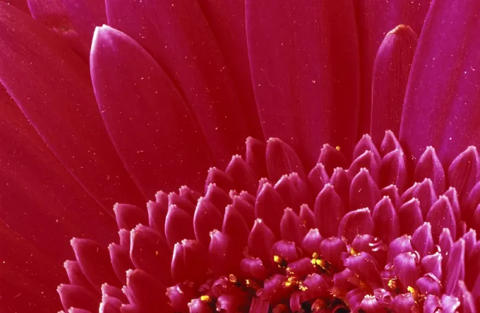 Gerahmter Druck : Detail eines Blütenstandes Gerbera-Daisy. Gerahmter Druck : Detail eines Blütenstandes Gerbera-Daisy.