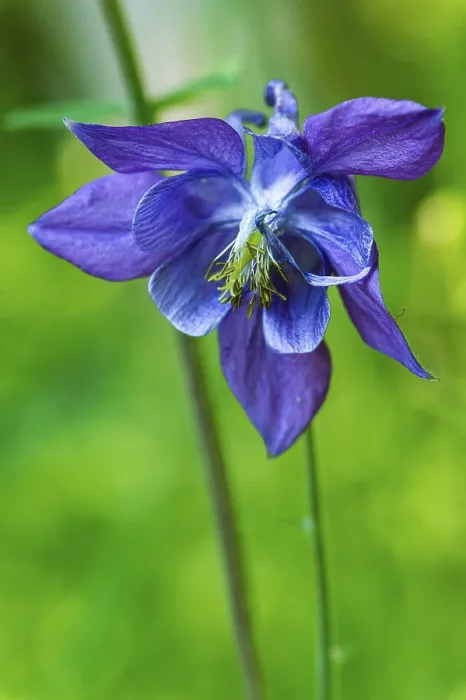 Gerahmter Druck : Blüte einer Iris Gerahmter Druck : Blüte einer Iris