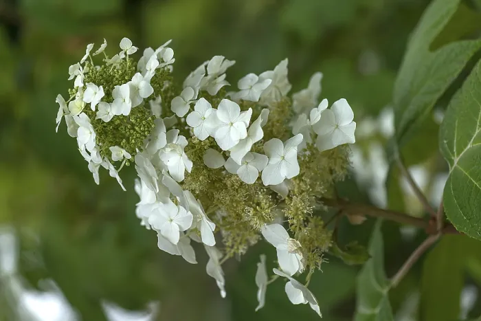 Gerahmter Druck : Blüte eines Eichenblättrigen Hydrangeas (Hydrangea quercifolia) Gerahmter Druck : Blüte eines Eichenblättrigen Hydrangeas (Hydrangea quercifolia)