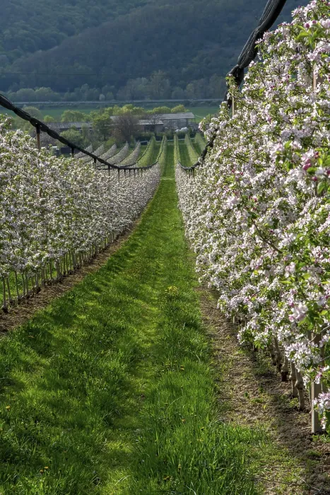 Gerahmter Druck : Blühender Apfelbaum im Frühling. Gerahmter Druck : Blühender Apfelbaum im Frühling.