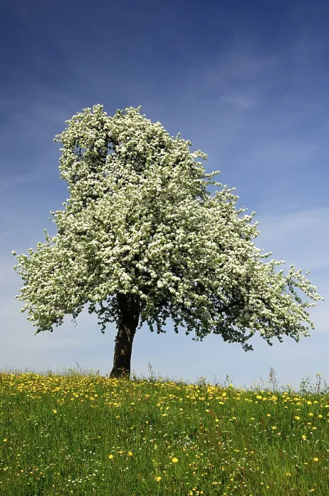 Gerahmter Druck : Blühender Apfelbaum Gerahmter Druck : Blühender Apfelbaum