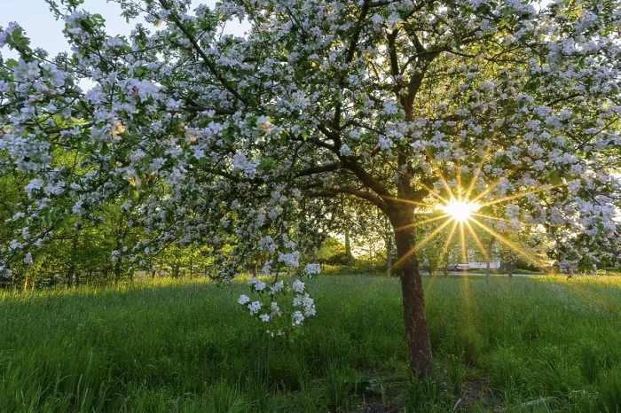 Gerahmter Druck : Blühender Apfelbaum im Abendlicht. Gerahmter Druck : Blühender Apfelbaum im Abendlicht.