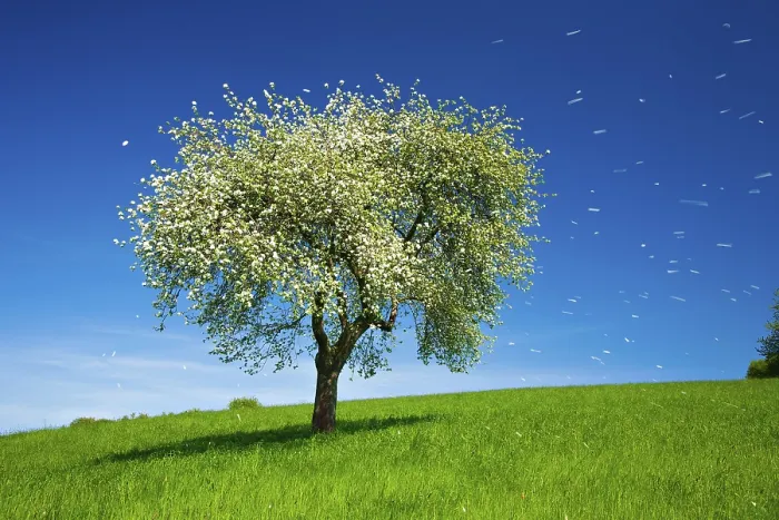 Gerahmter Druck : Blühender Apfelbaum im Frühling Gerahmter Druck : Blühender Apfelbaum im Frühling