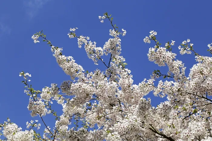 Gerahmter Druck : Blühende Kirsche (Prunus sp.) Baum, Deutschland. Gerahmter Druck : Blühende Kirsche (Prunus sp.) Baum, Deutschland.