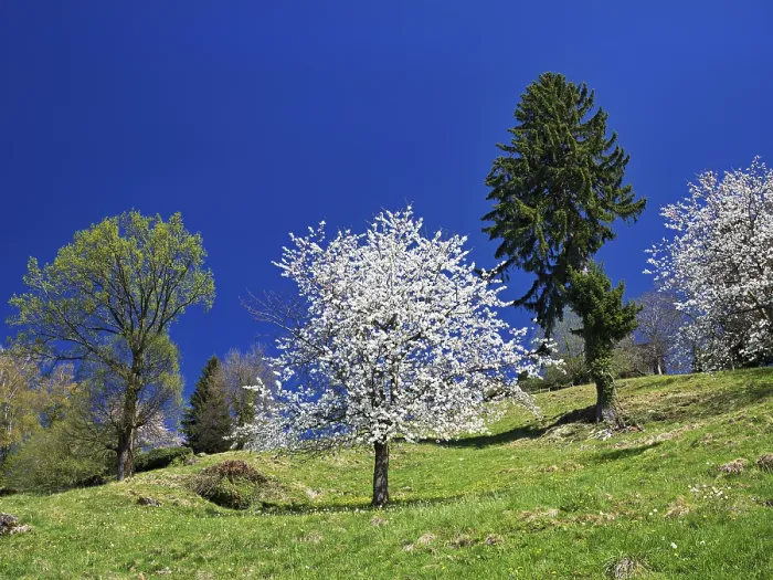 Gerahmter Druck : Blühender Kirschbaum vor einem blauen Himmel. Gerahmter Druck : Blühender Kirschbaum vor einem blauen Himmel.