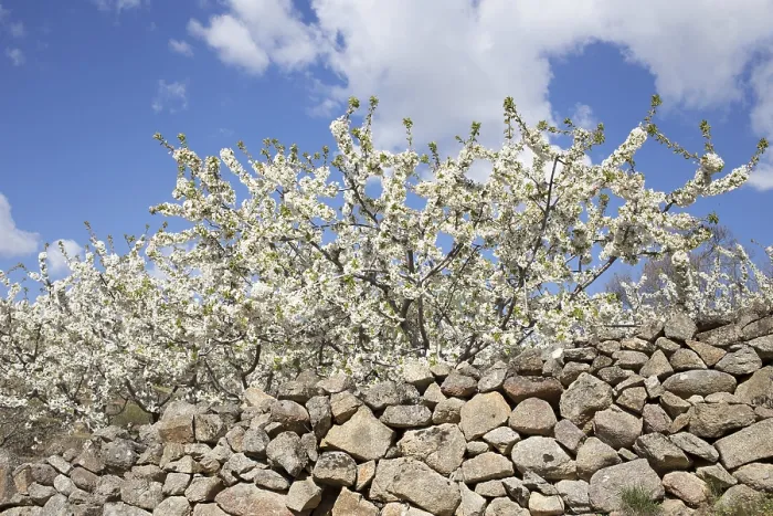 Gerahmter Druck : Blühender Kirschbaum, Kirschblüte. Gerahmter Druck : Blühender Kirschbaum, Kirschblüte.