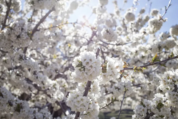 Gerahmter Druck : Blühender Kirschbaum, Kirschblüte. Gerahmter Druck : Blühender Kirschbaum, Kirschblüte.