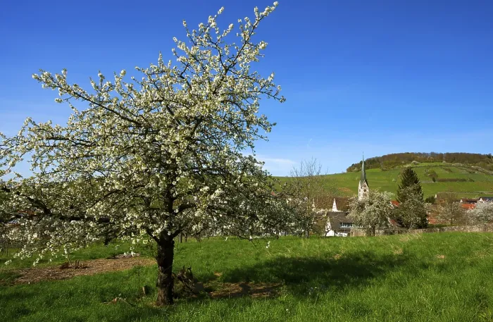 Gerahmter Druck : Blühender Kirschbaum, Ebringen. Gerahmter Druck : Blühender Kirschbaum, Ebringen.