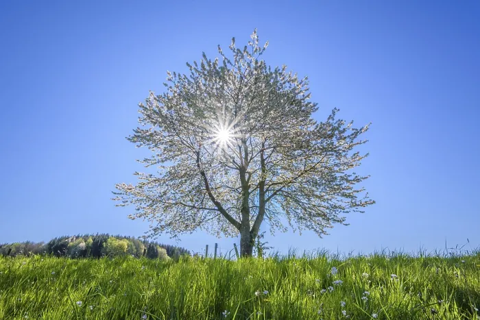 Gerahmter Druck : Blühender Kirschbaum mit Sonne im Frühling. Gerahmter Druck : Blühender Kirschbaum mit Sonne im Frühling.