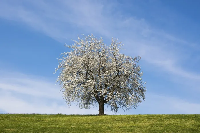 Gerahmter Druck : Blühende Kirschbaum, Weggis. Gerahmter Druck : Blühende Kirschbaum, Weggis.