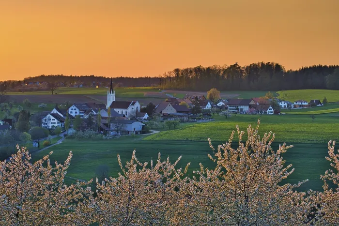 Gerahmter Druck : Blühende Kirschbäume am Abend. Gerahmter Druck : Blühende Kirschbäume am Abend.