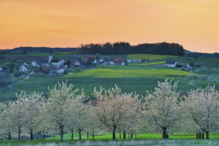 Gerahmter Druck : Blühende Kirschbäume am Abend.