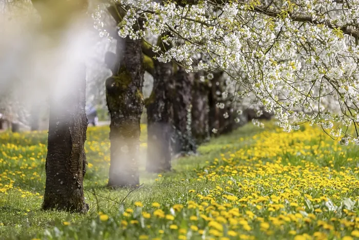 Gerahmter Druck : Blühende Kirschbäume im Frühling. Gerahmter Druck : Blühende Kirschbäume im Frühling.