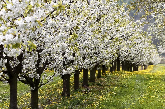 Gerahmter Druck : Blühende Kirschbäume, Thüringen. Gerahmter Druck : Blühende Kirschbäume, Thüringen.