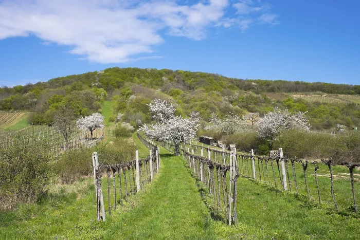 Gerahmter Druck : Blühende Kirschbäume in einem Weinberg. Gerahmter Druck : Blühende Kirschbäume in einem Weinberg.