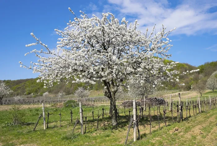 Gerahmter Druck : Blühende Kirschbäume in Weinberg. Gerahmter Druck : Blühende Kirschbäume in Weinberg.