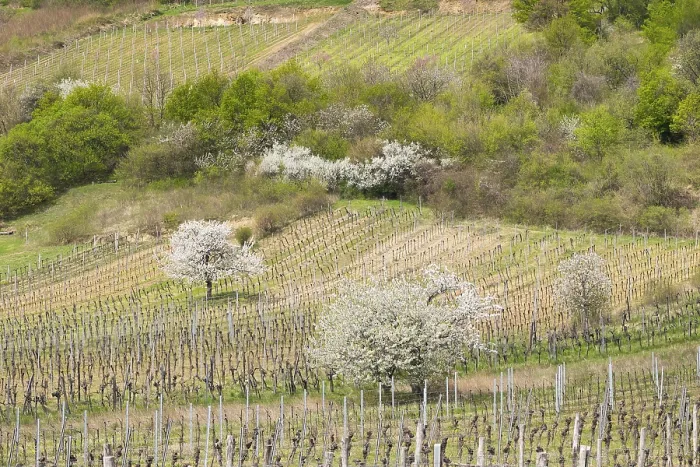 Gerahmter Druck : Blühende Kirschbäume in einem Weinberg. Gerahmter Druck : Blühende Kirschbäume in einem Weinberg.