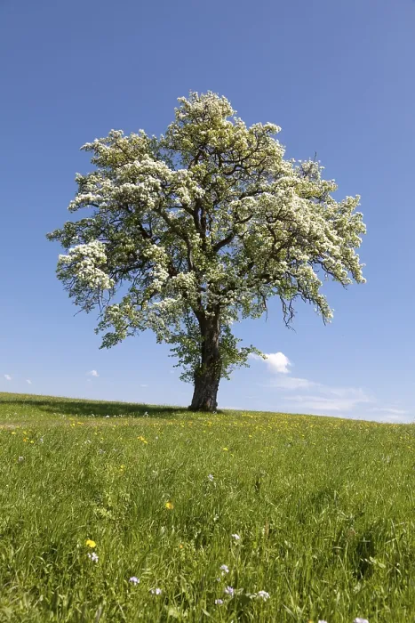 Gerahmter Druck : Blühender Fruchtbaum in einem Wiesengrund. Gerahmter Druck : Blühender Fruchtbaum in einem Wiesengrund.