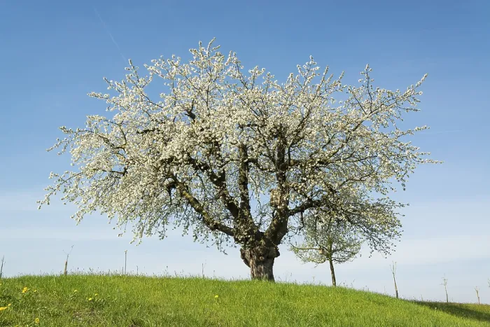 Gerahmter Druck : Blühender Fruchtbaum im Frühling. Gerahmter Druck : Blühender Fruchtbaum im Frühling.