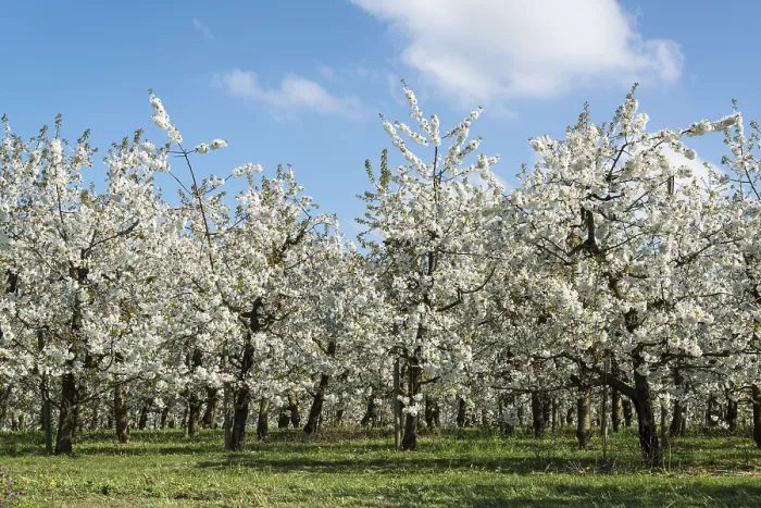 Gerahmter Druck : Blühende Fruchtsträucher im Frühling.