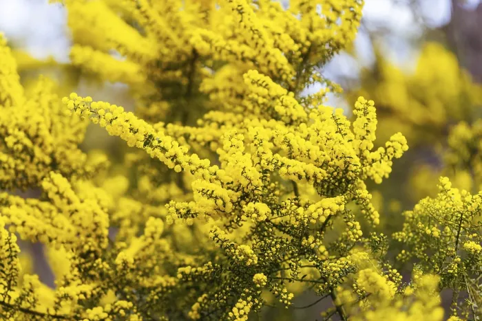 Gerahmter Druck : Blüte der Mimosenbäume Gerahmter Druck : Blüte der Mimosenbäume