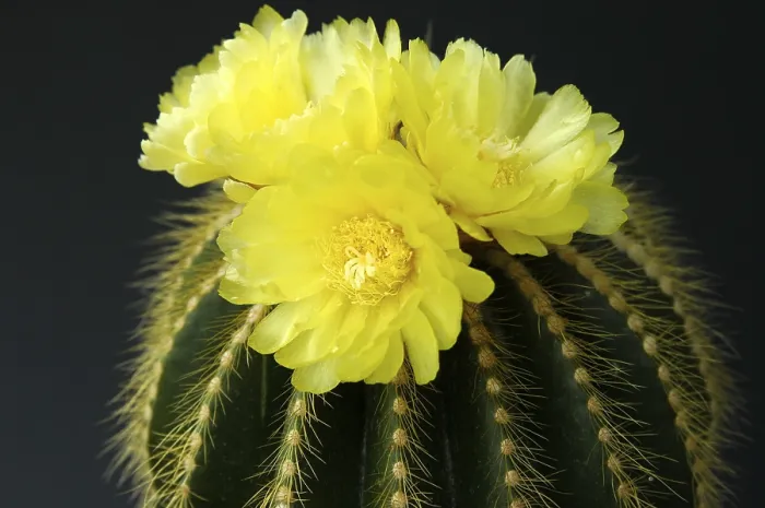 Gerahmter Druck : Blütenbringender Notocactus Notocactus spec. Gerahmter Druck : Blütenbringender Notocactus Notocactus spec.
