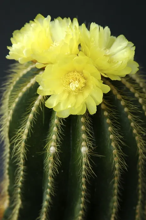 Gerahmter Druck : Blühende Notocactus Notocactus spec. Gerahmter Druck : Blühende Notocactus Notocactus spec.