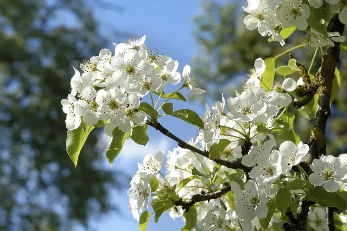 Gerahmter Druck : Blühender Pflaumenbaum Gerahmter Druck : Blühender Pflaumenbaum