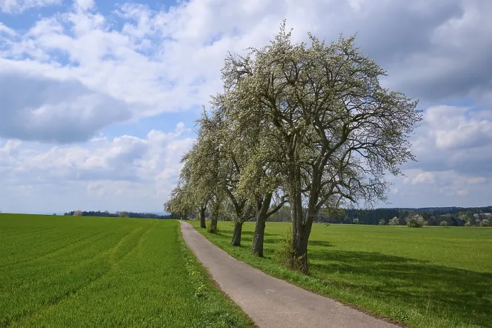 Gerahmter Druck : Blühen, Birnbaum, Baumreihe. Gerahmter Druck : Blühen, Birnbaum, Baumreihe.