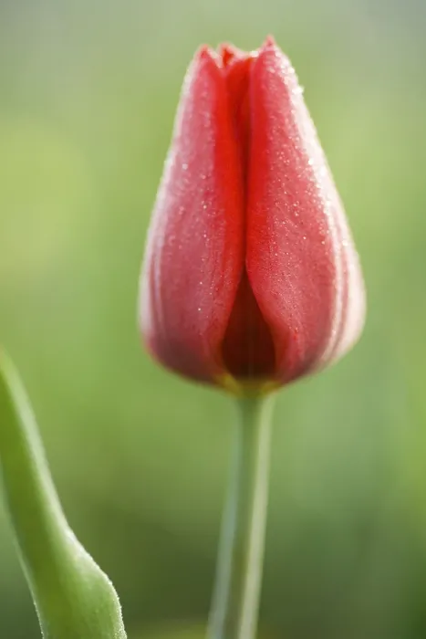 Gerahmter Druck : Ein blühender roter Tulpenblatt. Gerahmter Druck : Ein blühender roter Tulpenblatt.