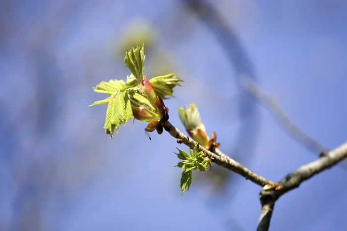 Gerahmter Druck : Blühender Baum Gerahmter Druck : Blühender Baum