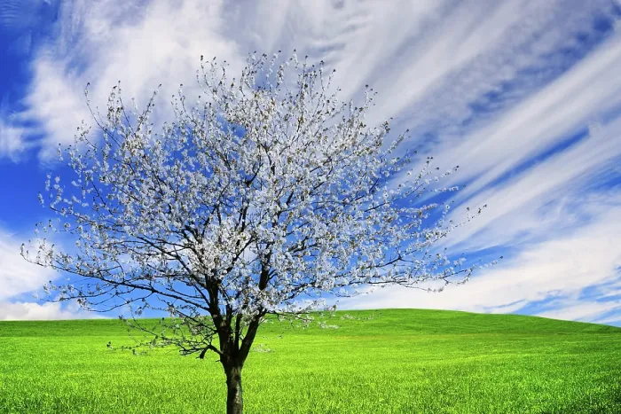 Gerahmter Druck : Blühender Baum Gerahmter Druck : Blühender Baum